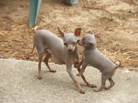 Iryks qui dit a sa maman je t'aime !!!!